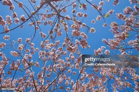 157 Paulownia Flowers Stock Photos, High-Res Pictures, and Images ...