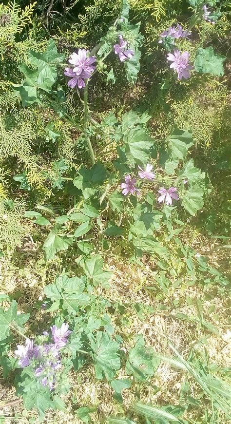 Purple Flower Weed Identification Chart