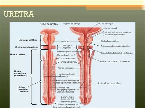 Anatomi Sistem Urinaria PPT