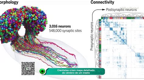 Cientistas criam mapa detalhado do cérebro de um inseto Vídeo Dailymotion