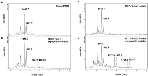 Frontiers Detection Of Colistin Resistance In Pseudomonas Aeruginosa