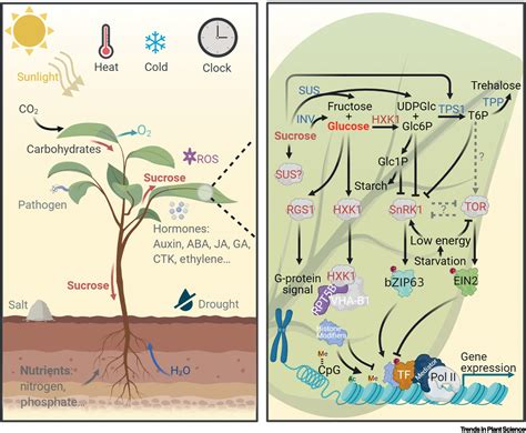 Dynamic Epigenetic Modifications In Plant Sugar Signal Transduction