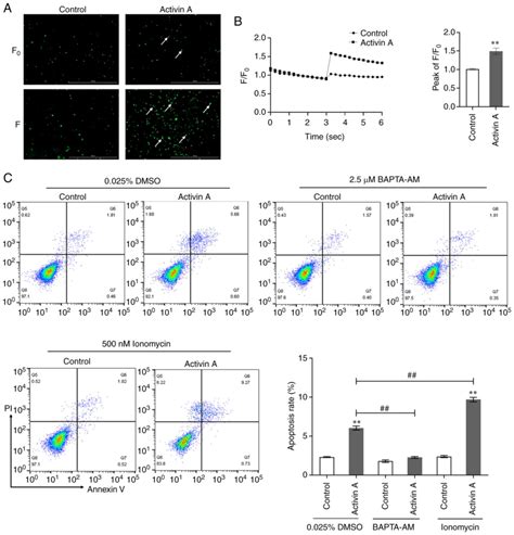 Activin A Induces Apoptosis Of Human Lung Adenocarcinoma A549 Cells