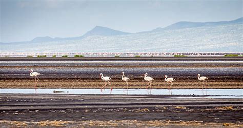 Lago Natron Banco De Imagens E Fotos De Stock Istock