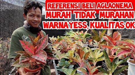 Referensi Tempat Beli Aglaonema Murah Tapi Bukan Murahan Harga