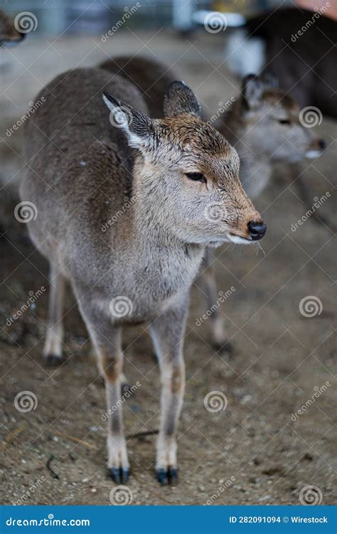 Two Deer Standing Next To Each Other Stock Photo Image Of Environment