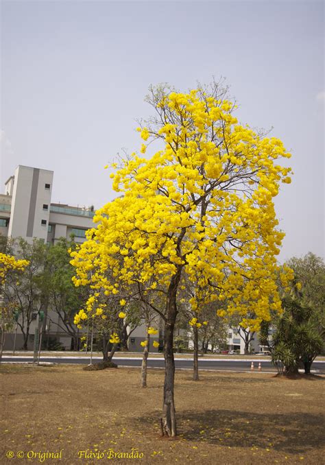 S Rie O Ip Amarelo Em Bras Lia Brasil Series Wi Flickr