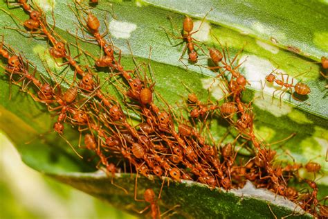 How Many Ants Live On Earth At Least 20 Quadrillion Scientists Say