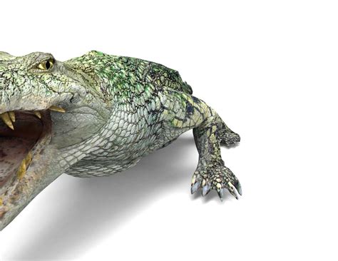 3d Model 3d Crocodile Alligator Model Vr Ar Low Poly Cgtrader