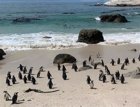 Visiting the Famous Cape Town Penguins: The Ultimate Guide