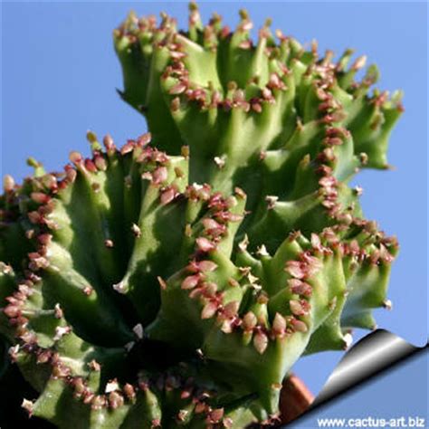 Euphorbia Lactea Forma Cristata