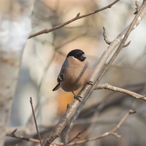 Brown Female Of Eurasian Bullfinch Pyrrhula Pyrrhula Close Up