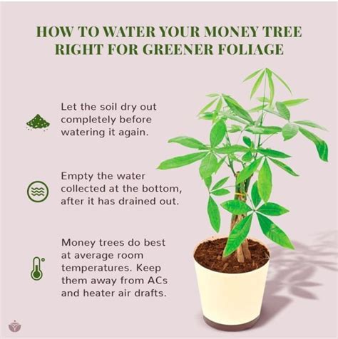 how much to water money tree