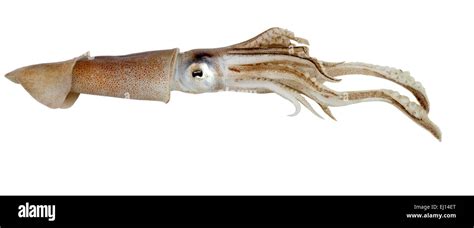 Common Squid Loligo Vulgaris Stock Photo Alamy