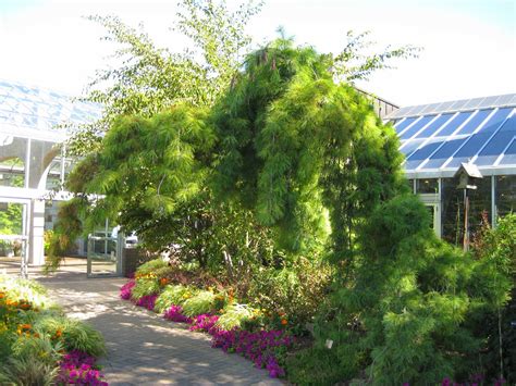 The Weeping White Pine | Rotary Botanical Gardens