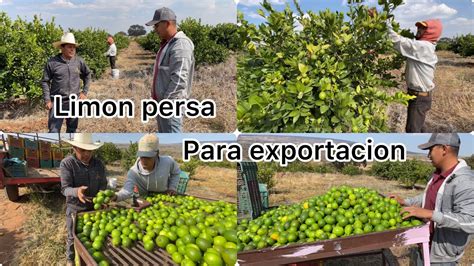 As Se Pizca El Lim N Persa Para Exportaci N As Se Cosecha El