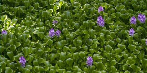 Water Hyacinth Prospects Of A Thriving Rural Economy In The Context Of