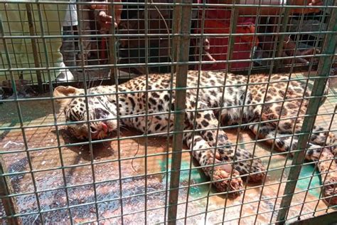 Watch Karnataka Vet Performs Daring Rescue Of Leopard From A Well