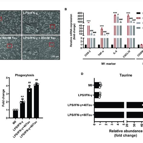 Taurine Supplementation Attenuates Macrophages M1 Polarization A