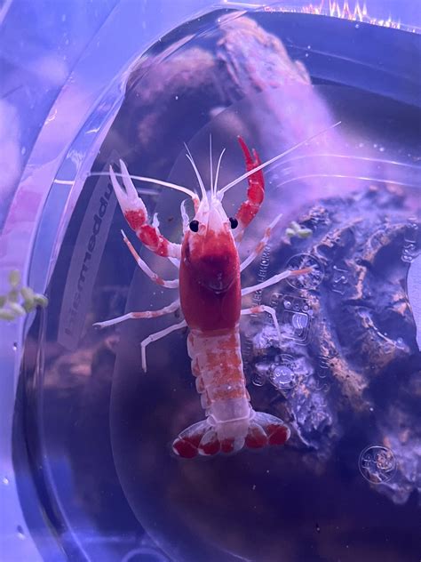 1158 best r/crayfish images on Pholder | Are lobsters allowed here?