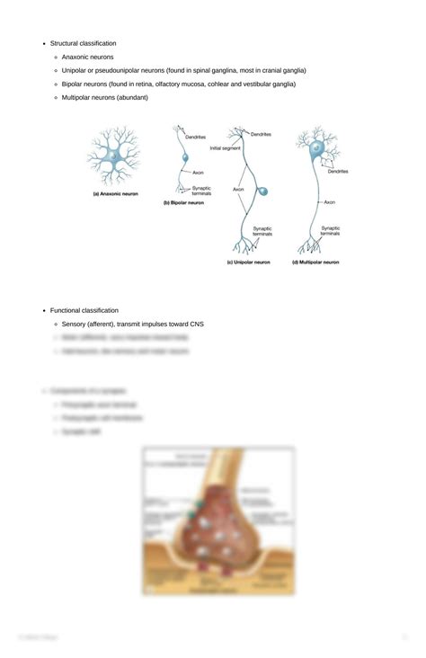 Solution Nerve Tissue Histology Studypool