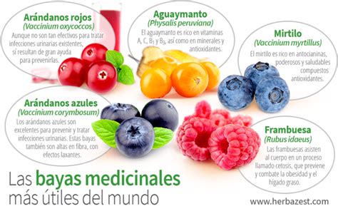 Conoce las bayas con más antioxidantes para una dieta saludable