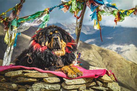 Te Presentamos El Mast N Tibetano Un Gigantesco Y Costoso Perro