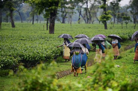 A Rare Assam Tea Has Sold For A World Record Price At Auction In India Highlighting A Boom For