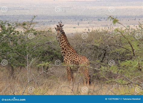 Afrikanische Giraffen Lassen In Der Savanne Weiden Wild Lebende Tiere