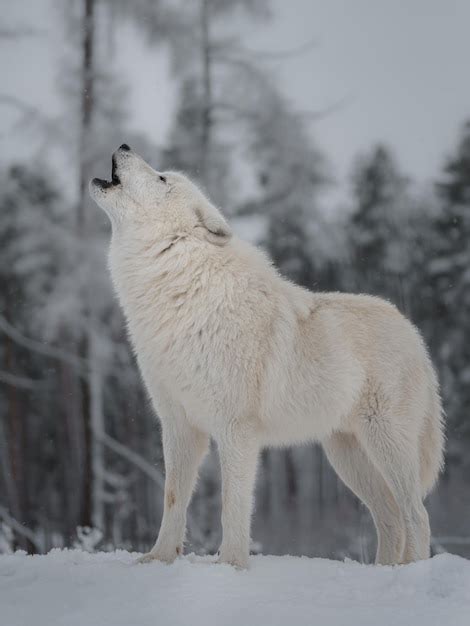 Arriba Images Informacion Sobre El Lobo Artico Viaterra Mx