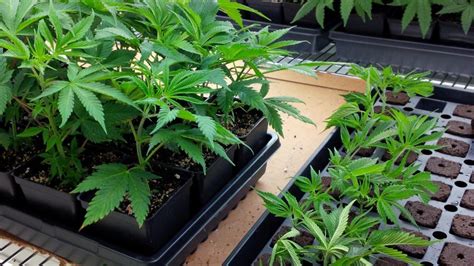 7 Tips for Cannabis Cloning Success - Greenhouse Grower