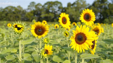 7R34960 NIK Sunflowers Sonja Schindeler Flickr