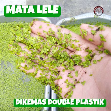 Jual Tanaman Air Apung Mata Lele Duckweed Lemna Minor Kyambang