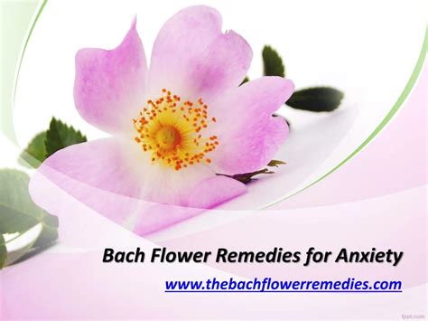 PPT - Bach Flower Remedies for Anxiety - www.thebachflowerremedies.com ...