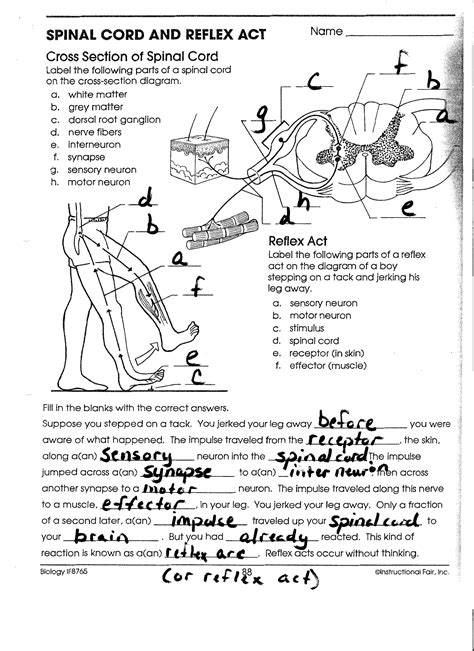 Labelled Diagram Of Reflex Arc