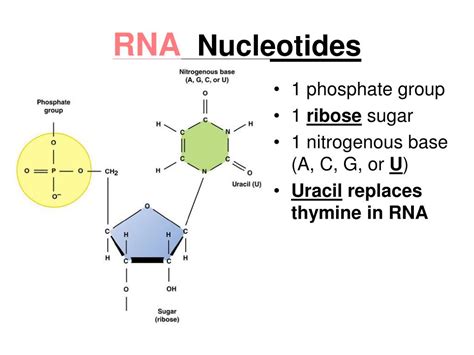 PPT - DNA vs RNA PowerPoint Presentation, free download - ID:4967936