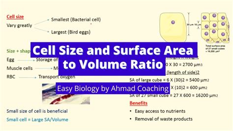 Cell Size And Surface Area To Volume Ratio Daily Life Examples