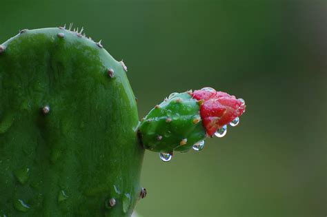 Tuna Planta De Tuna De Puerto Rico Fig Opuntia From Puert Flickr