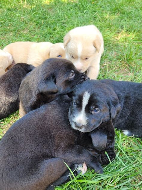 Szczeniaki Po Mamie Cane Corso Italiano P Chcin Olx Pl