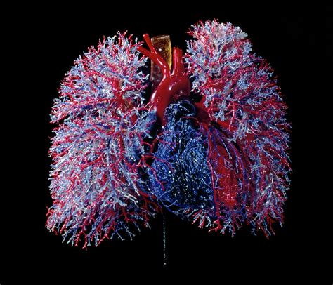 Human Heart And Lung Blood Vessels Photograph By Clouds Hill Imaging