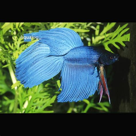 Betta Splendens Mâle Combattant bleu 5 50