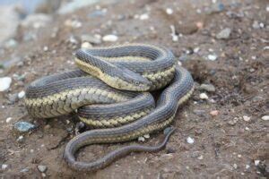 Giant Garter Snake Facts, Description, Diet, and Pictures