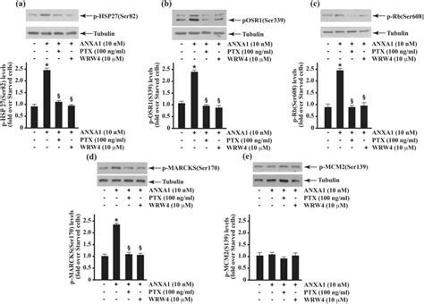 Hsp Osr Rb And Marcks Phosphorylation Depends On Anxa