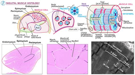 Gross Anatomy Skeletal Muscle Histology Ditki Medical Biological