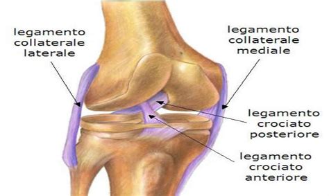 Rottura Legamento Crociato Anteriore Punti Invalidita Cheheryl