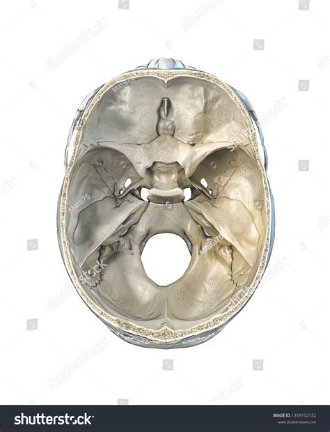 cross section skull images stock  vectors shutterstock