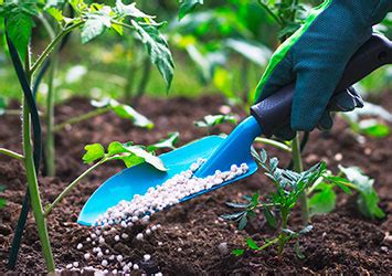 Tipos De Fertilizantes Para Las Plantas Del Jard N The Home Depot Blog