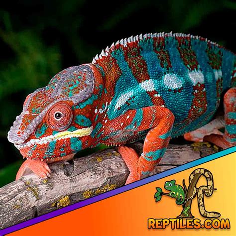 Red Body Blue Bar Panther Chameleon Archives Leopard Geckos For Sale