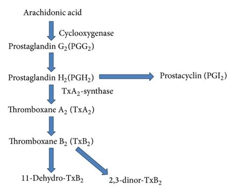 Diagram Illustrating The Role Of Von Willebrand Factor Vwf In