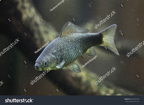 Carpa Prusiana Carassius Gibelio Tambi N Conocida Foto De Stock